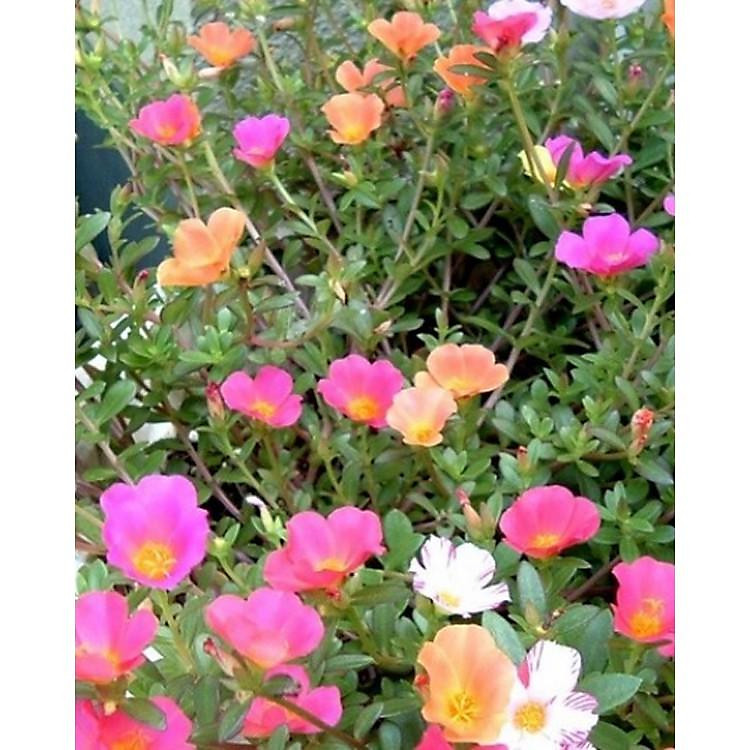 301A GÓI 100 hạt hoa mười giờ 10h sam (hoa sam) HOA MƯỜI GIỜ MỸ CÁNH ĐƠN ( HOA SAM MỸ ) Hạt Giống Hoa Mười Giờ ĐƠN Mix Nhiều Màu