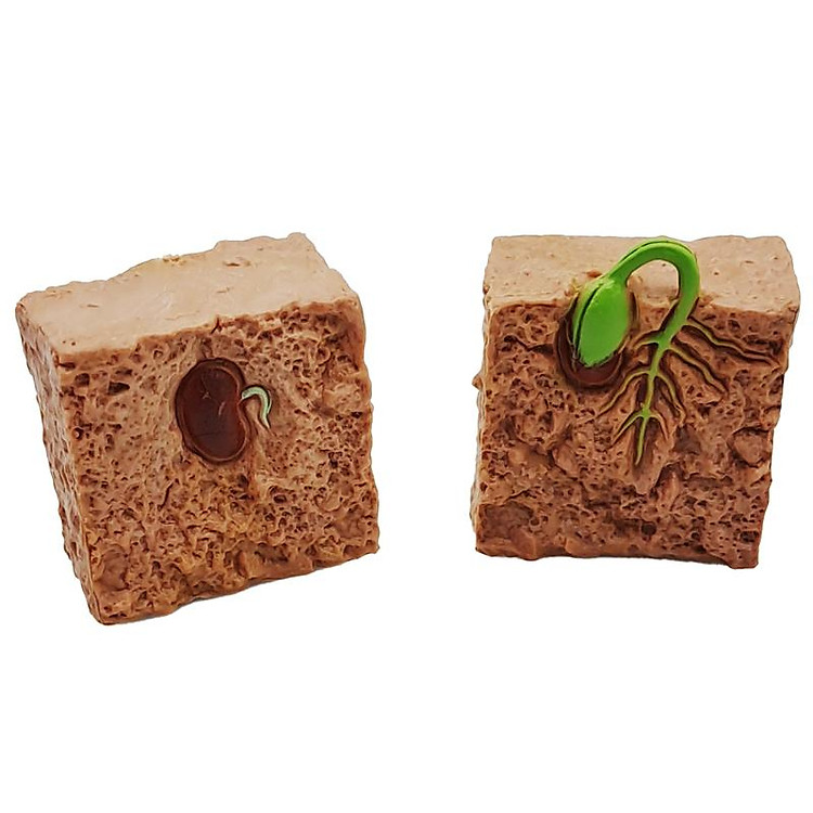 Đồ Chơi Mô Hình Vòng Đời Tự Nhiên Chính hãng Giá tốt - Hình ảnh 5