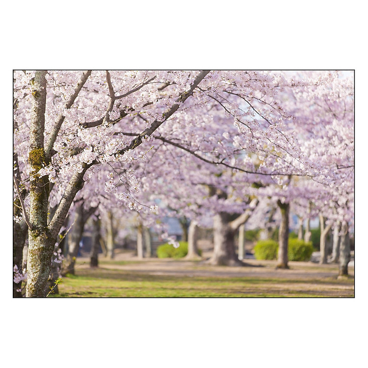 Tranh Hoa Anh Đào Đằm Thắm