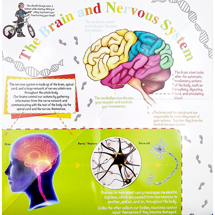 Wonder Of Learning - My Fold-Out Book Of The Human Body - Ảnh 5