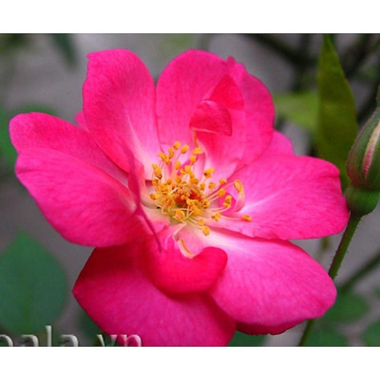 Hoa Hồng cổ Quế Son cây nguyên bản