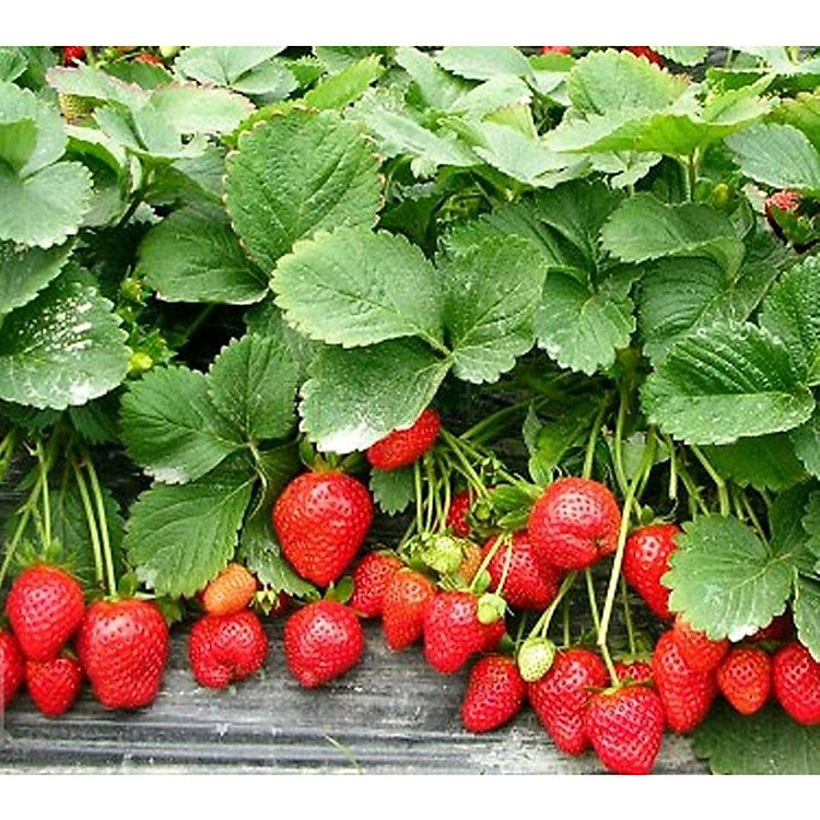 Bộ 3 gói Hạt giống dâu tây chịu nhiệt