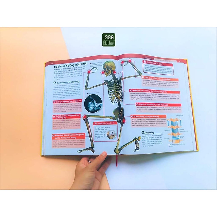 Human Body - Bách Khoa Toàn Thư Về Cơ Thể Của Chúng Ta - Ảnh 3