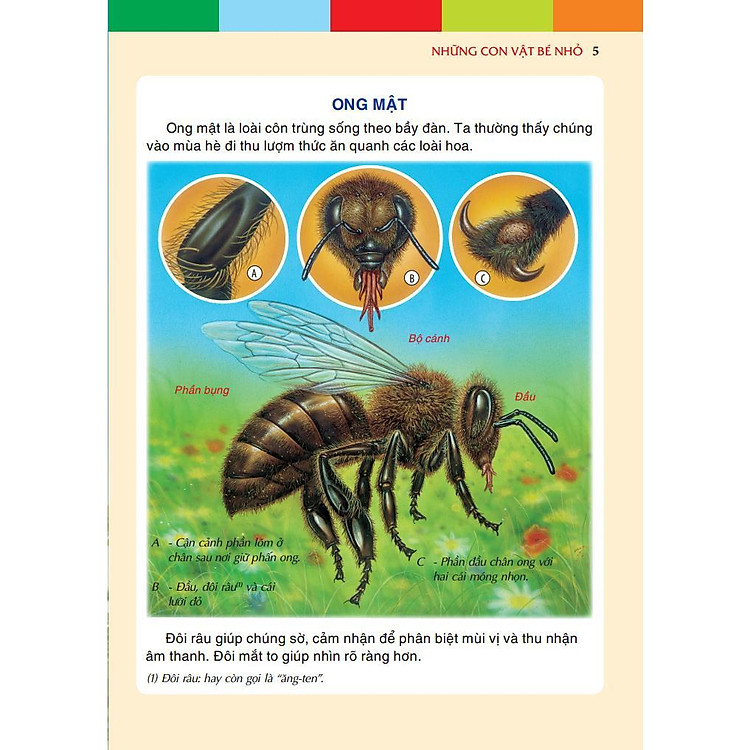 Những Con Vật Bé Nhỏ - Ảnh 2