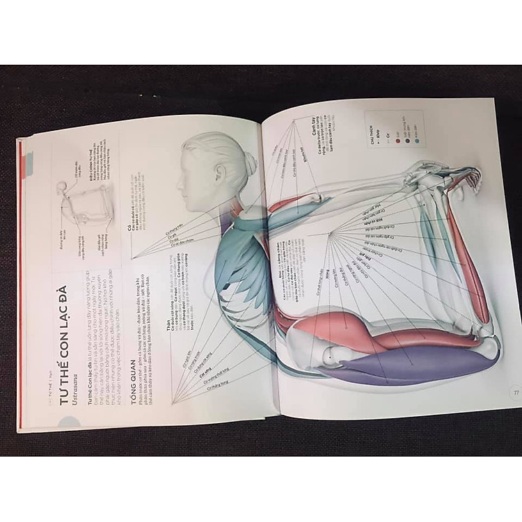 KHOA HỌC VỀ YOGA - Ảnh 3