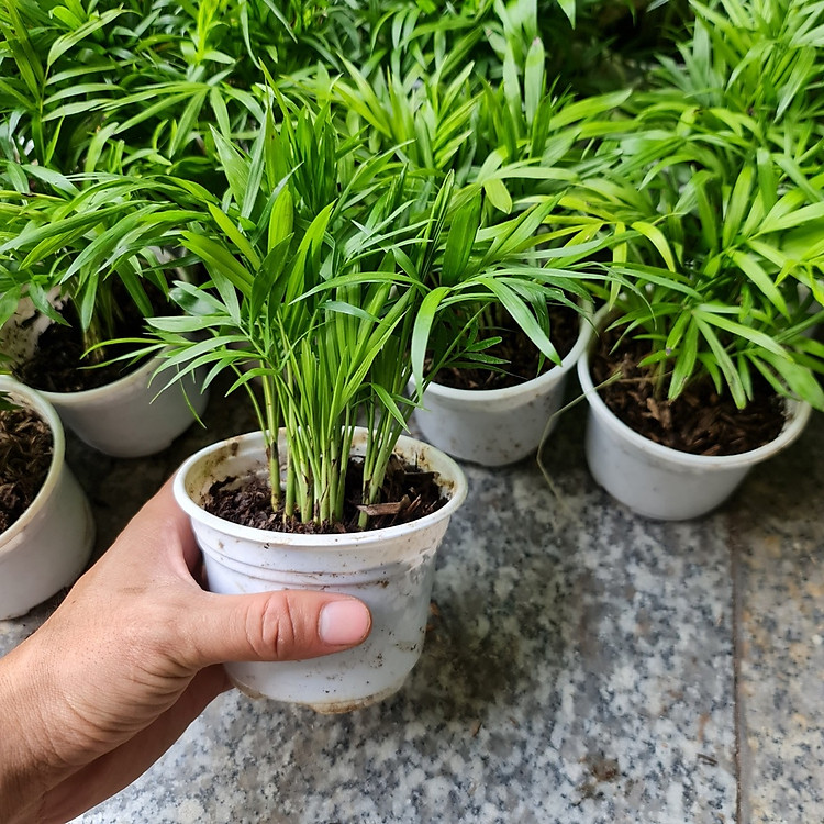 Cây tiểu trâm để bàn