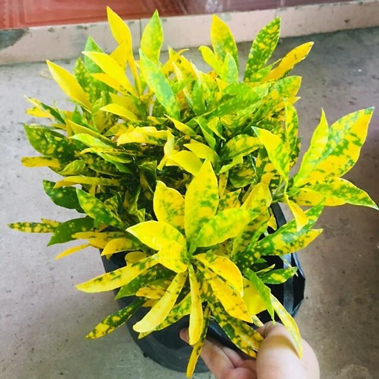 CHẬU CÂY CÔ TÒNG LÁ ĐỐM SIÊU ĐẸP