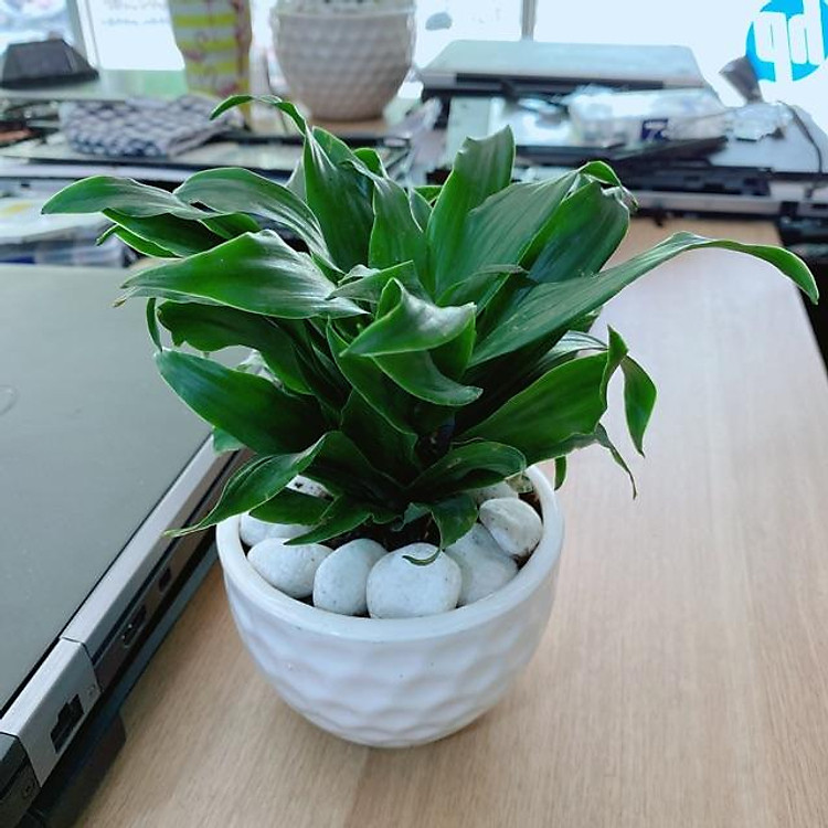 Chậu Cây Phát Tài Nhật