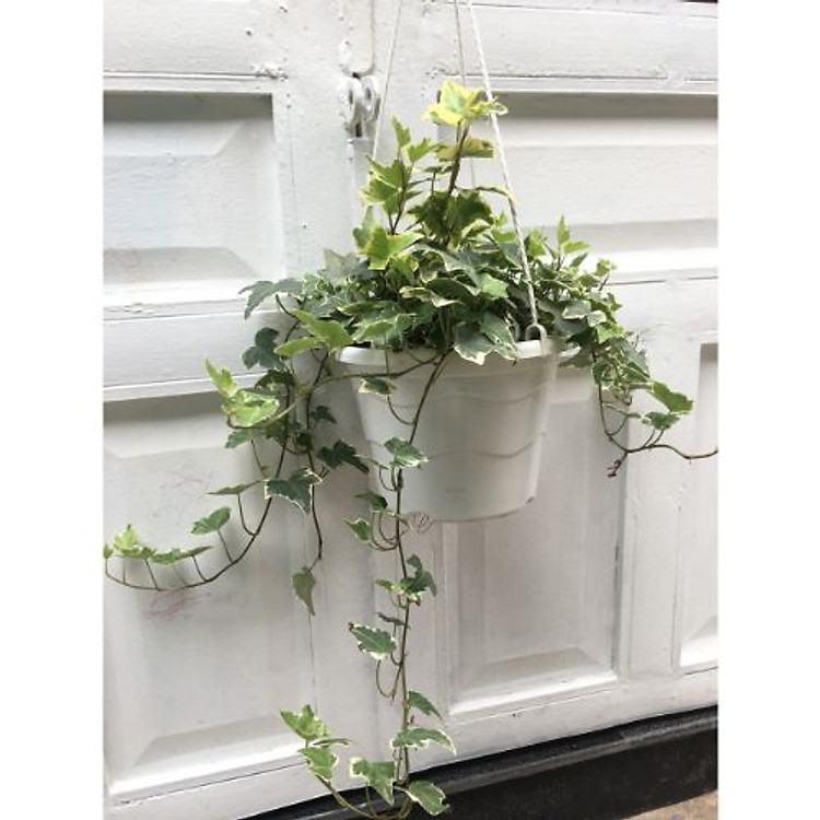 Cây thường xuân trang trí