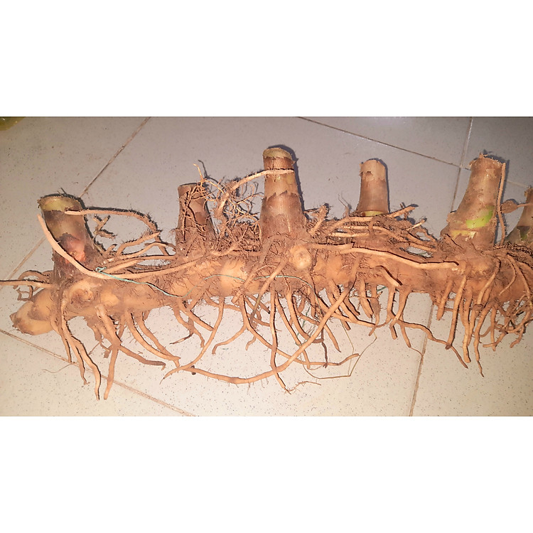 Củ cát lồi - củ cây mía dò, củ tươi
