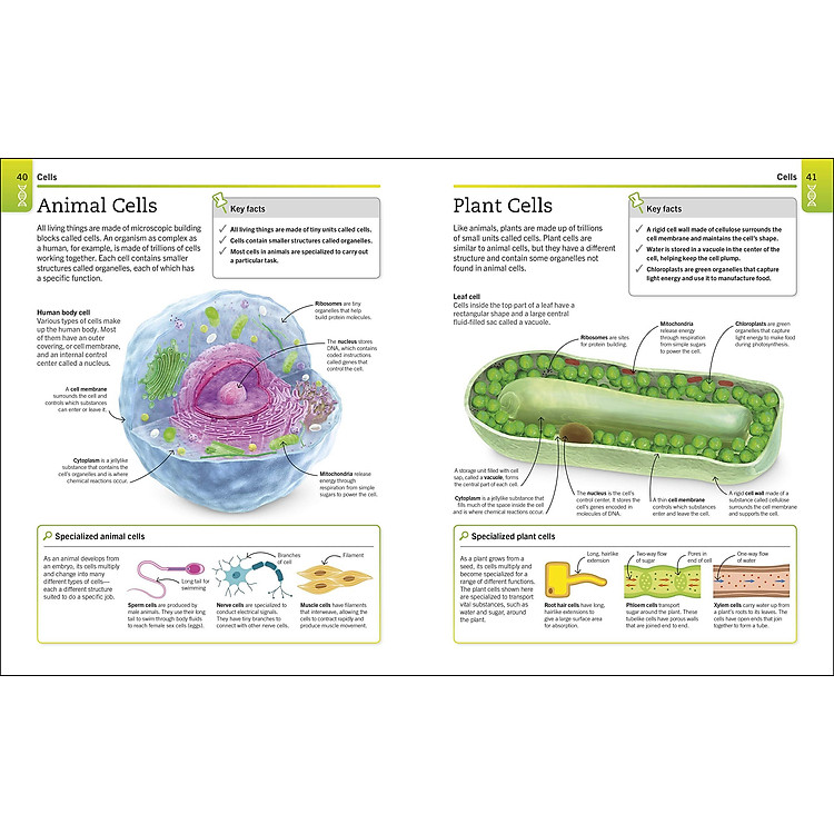 Biology: The Ultimate Bitesize Study Guide (Supersimple) - Ảnh 4