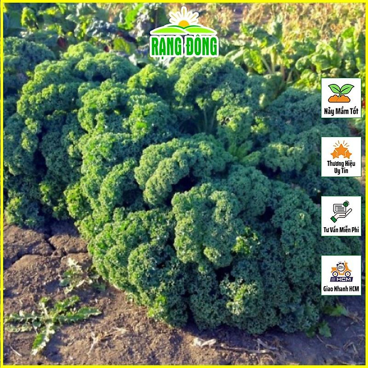 Hạt giống Cải Xoăn Kale Kháng Bệnh Tốt, Trồng Quanh Năm (gói 5 gram) - Hạt giống Rạng Đông