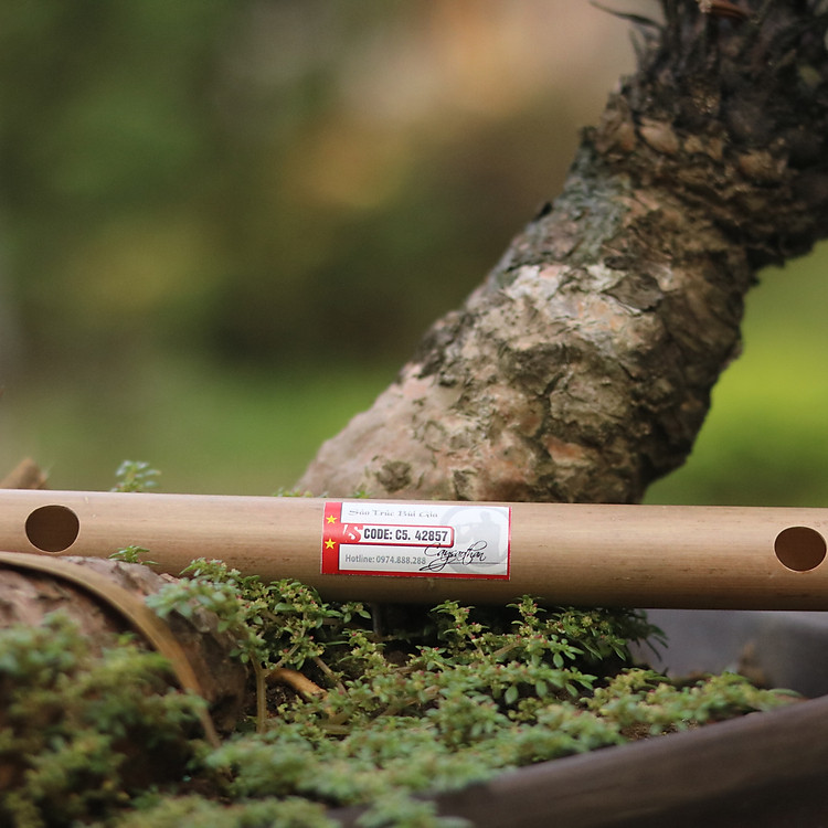 Sáo Ngang VS2 Tone C5 Nứa Bắc - Sáo Trúc Bùi Gia SNVS2C5-B