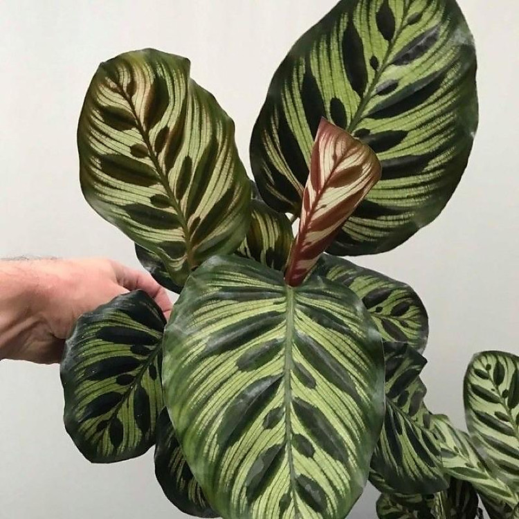 Đuôi công makoyana - chậu trung