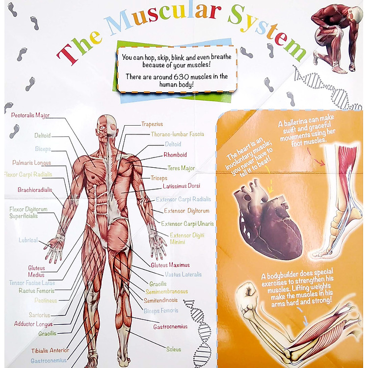 Wonder Of Learning - My Fold-Out Book Of The Human Body - Ảnh 4