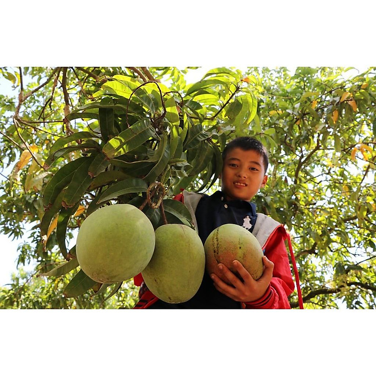 Cây giống Xoài Úc ( Trái to khổng lồ, siêu sớm).