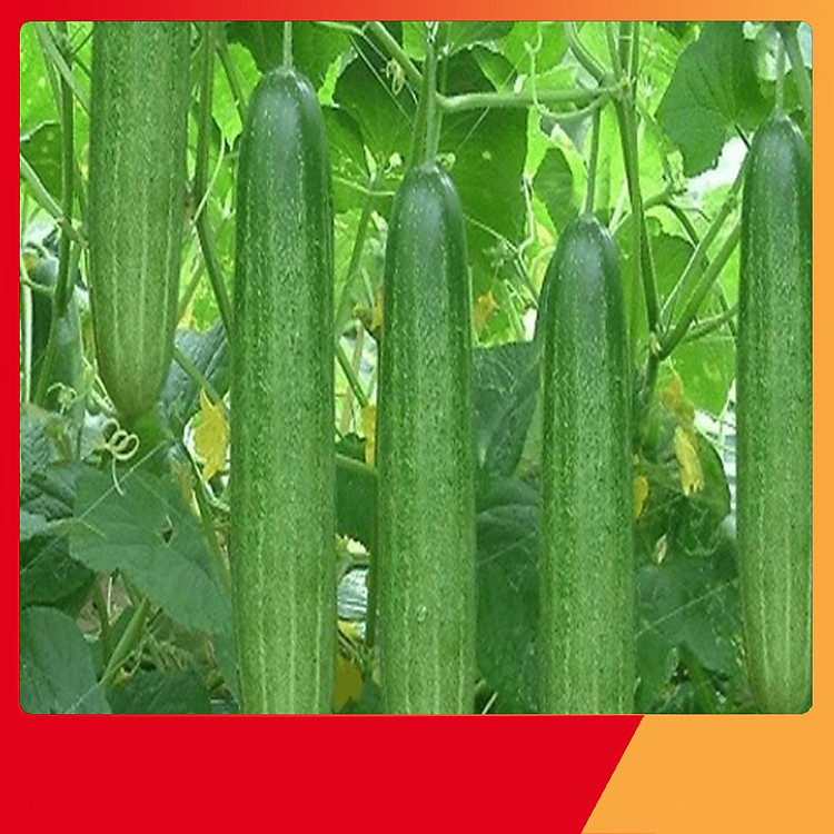 Hạt Giống Dưa Chuột Nếp Ta - Nảy Mầm Cực Chuẩn