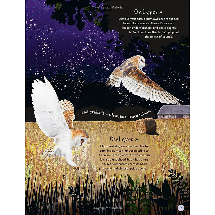 Through The Night Sky: A Collection Of Amazing Adventures Under The Stars - Ảnh 2