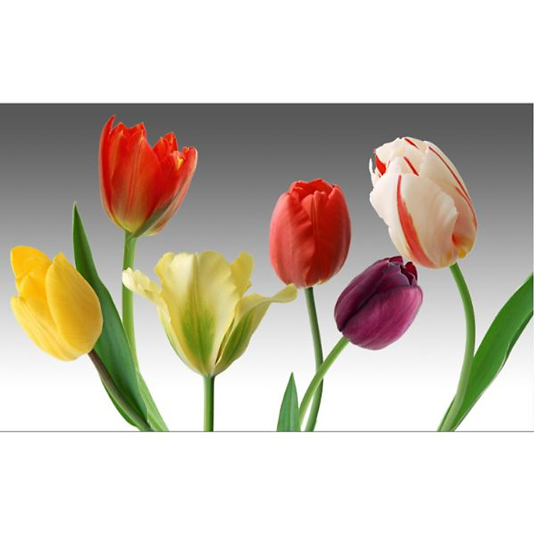 Giấy dán tường - Hoa m507