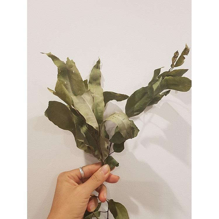 Lá khuynh diệp khô xông thơm 100gr Ưu đãi - Hình ảnh 2