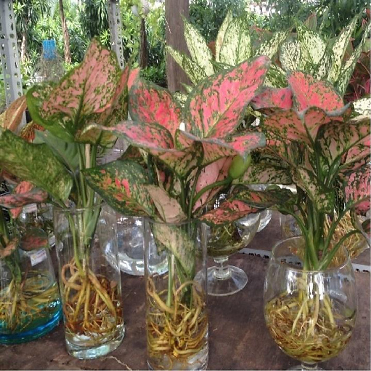 CHẬU CÂY PHÚ QUÝ, CÂY PHONG THỦY