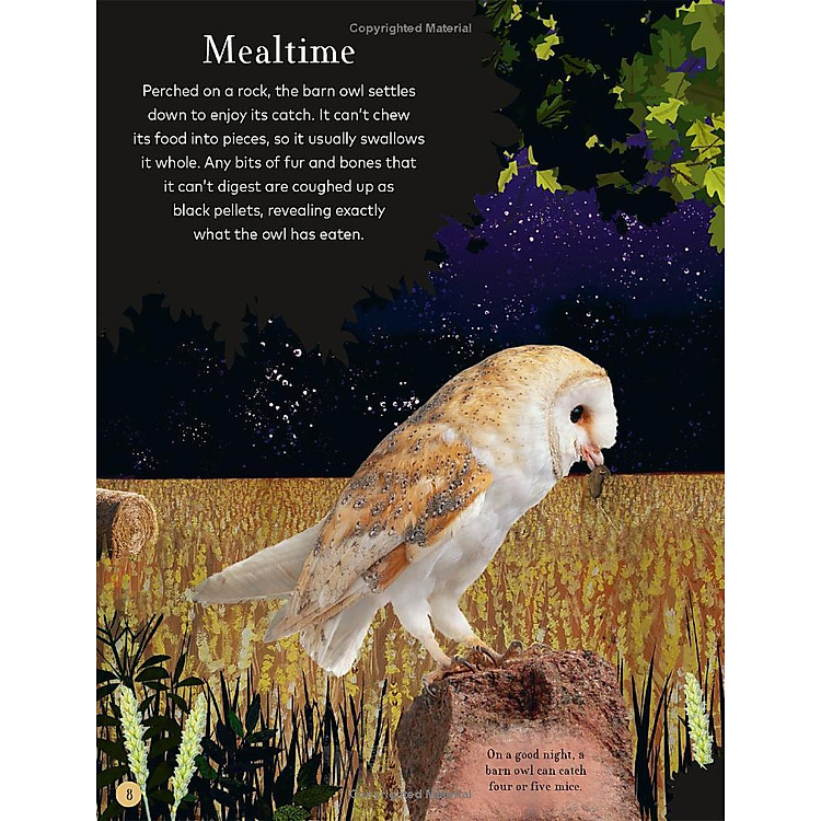 Through The Night Sky: A Collection Of Amazing Adventures Under The Stars - Ảnh 3