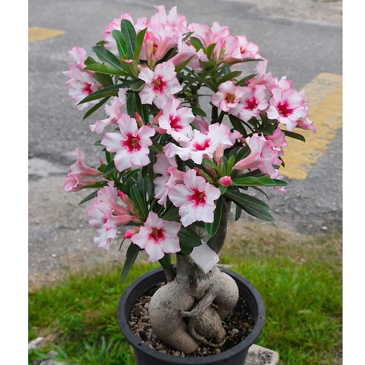 Hạt giống hoa sứ kép Thái Lan - Bịch 10 hạt – Mã số 2051