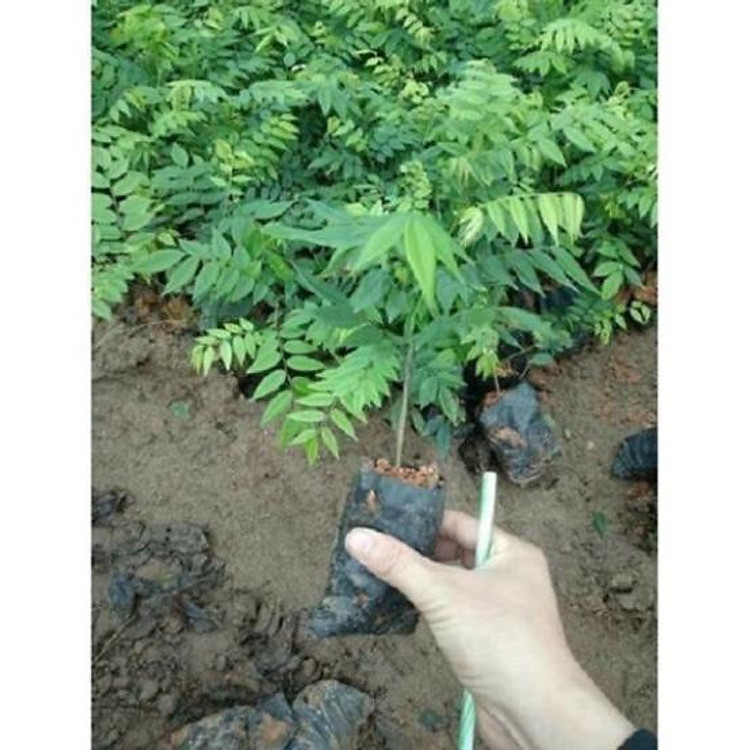 CÂY SƯA ĐỎ - CÂY LẤY GỖ GIÁ TRỊ KINH TẾ CAO, SIÊU LỢI NHUẬN, GỬI ĐI NGUYÊN BẦU