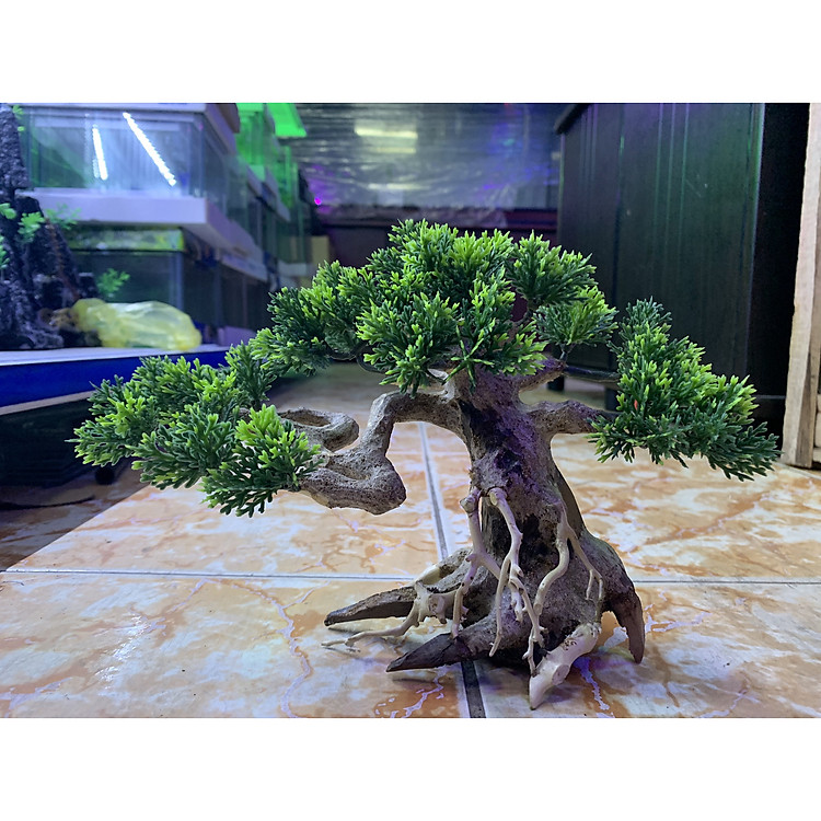 Cây bonsai mini trang trí hồ cá, size nhỏ và size lớn.