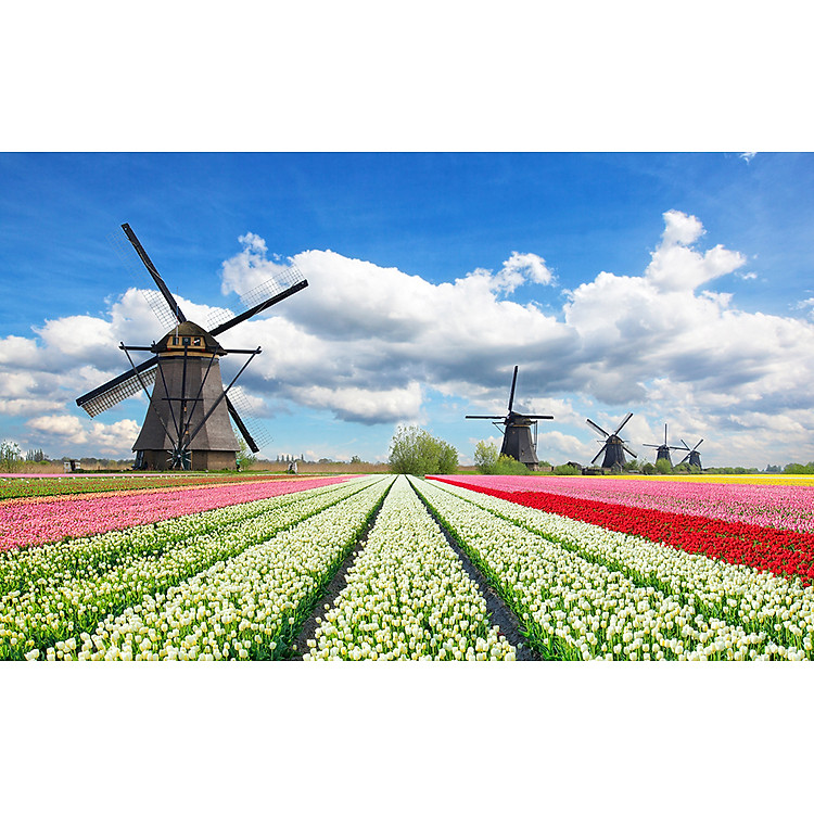 Bộ tranh xếp hình 1000 mảnh - Vườn Hoa Tulip Chính hãng Ưu đãi - Hình ảnh 2