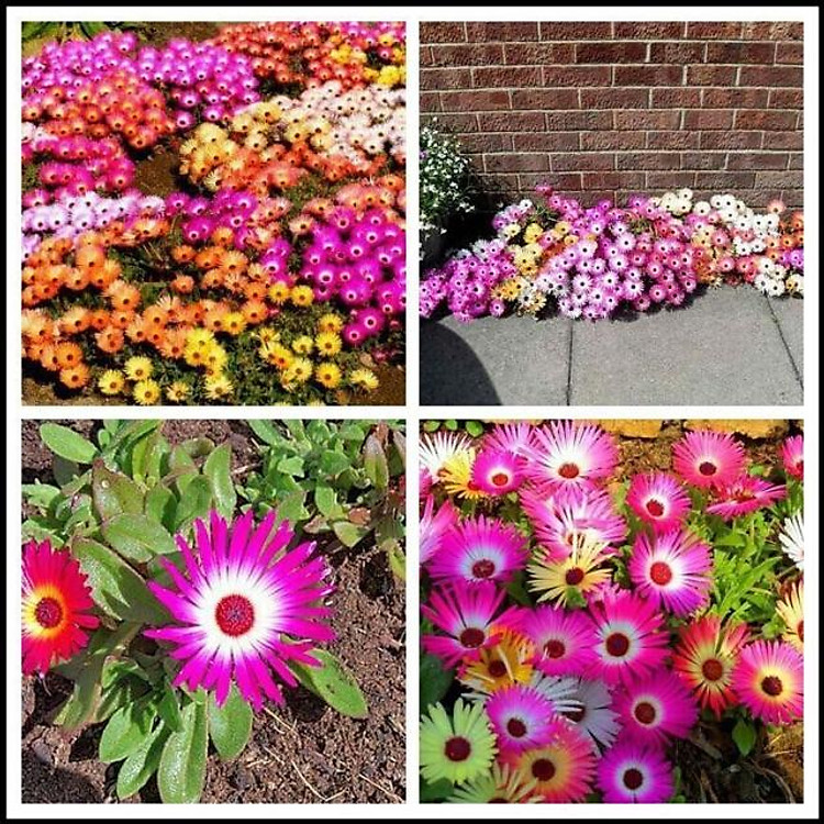 Hạt giống hoa cúc cầu vồng