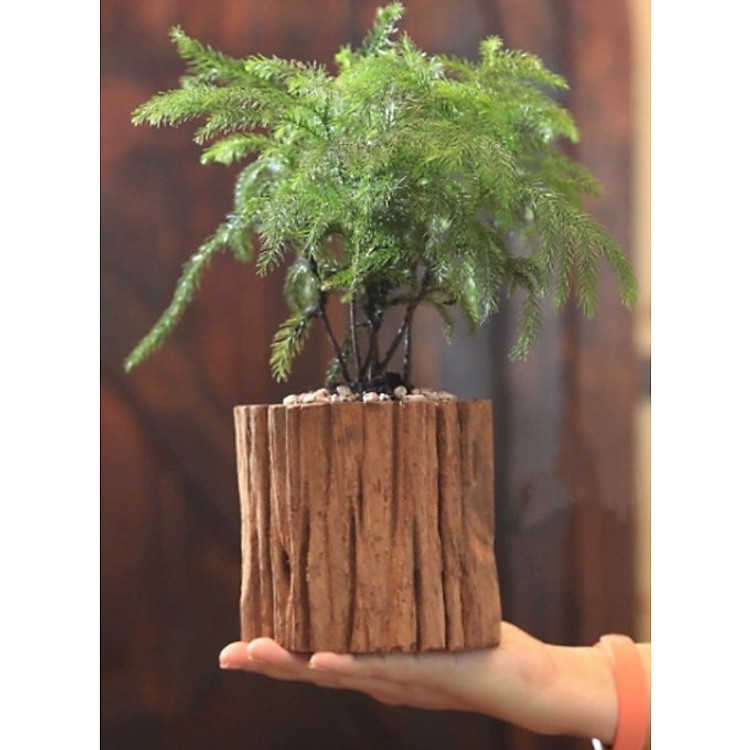 Chậu Cây Gỗ Tự Nhiên
