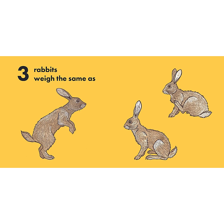 How Much Does A Ladybird Weigh? - Ảnh 4