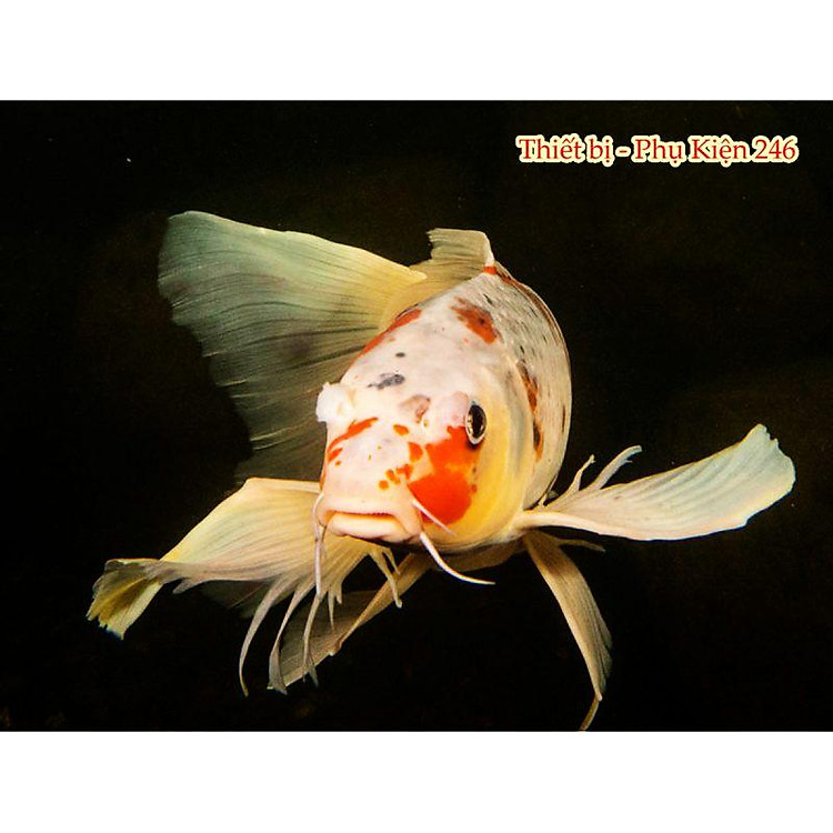 Thức ăn Sakura Gold 1kg hạt nhỏ dành cho cá cảnh rất tốt không làm đục nước 35% Đạm size S 2Ly