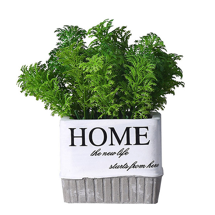 Chậu cây - hoa để bàn trang trí Home