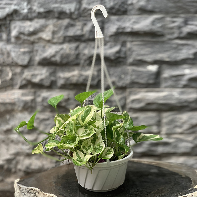 Trầu Bà Ngọc Thủy