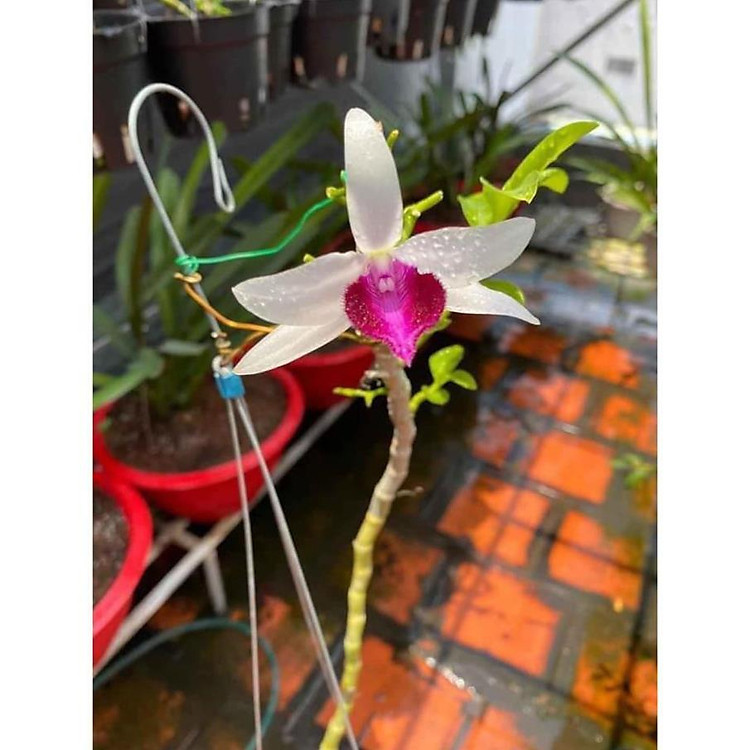 kie kie phi điệp rừng bệt mũi trắng mabo liên hệ ngay để xem video chi tiết