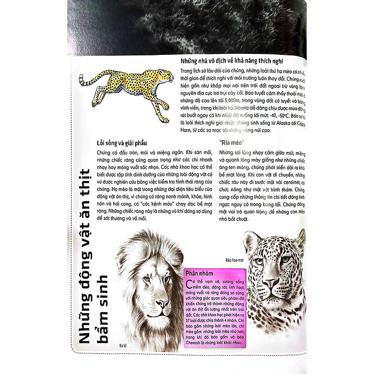 3D: Những Loài Thú Lớn Họ Mèo