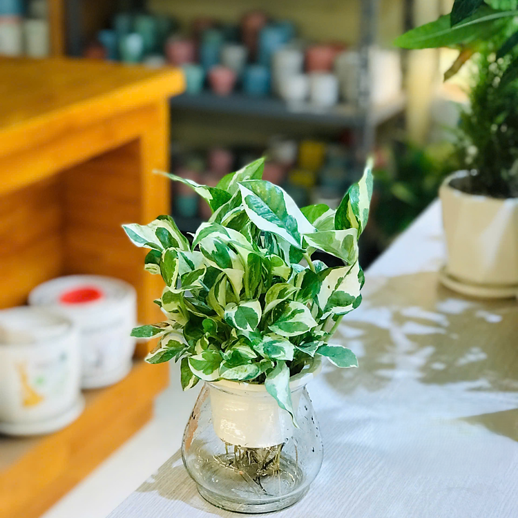 Cây trầu bà xanh thủy canh , trầu bà thủy sinh