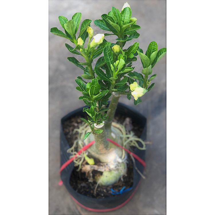 Cây sứ Thái gheo bông kép hoa màu vàng