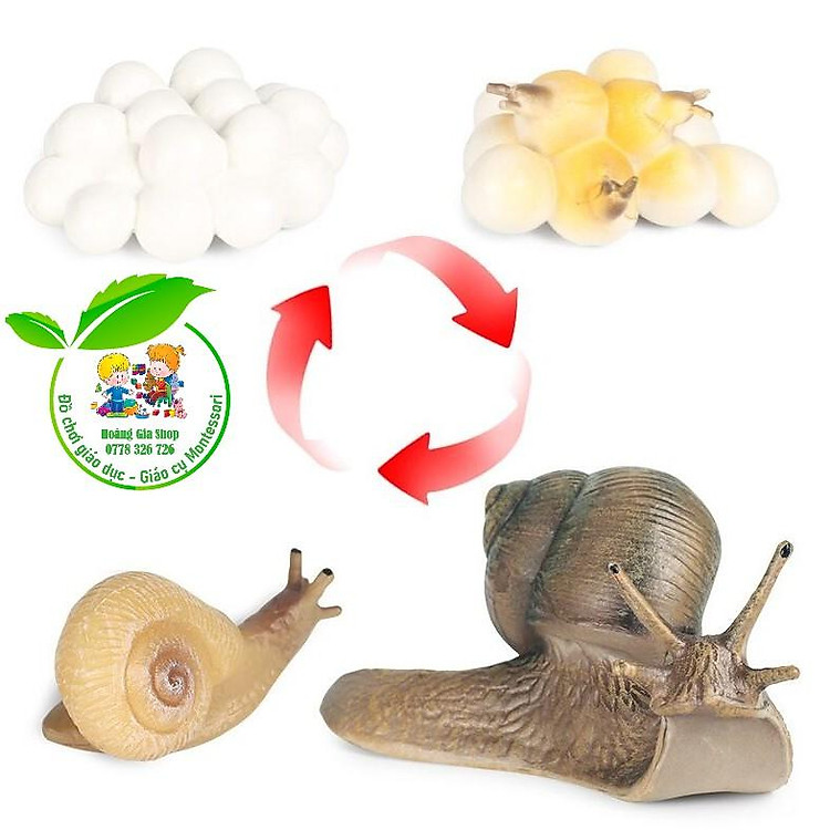 Mô hình vòng đời của ốc sên - Snail Life Cycle
