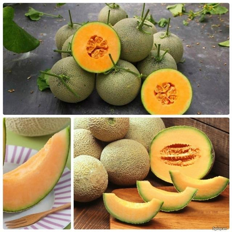 Hạt giống dưa lưới vàng