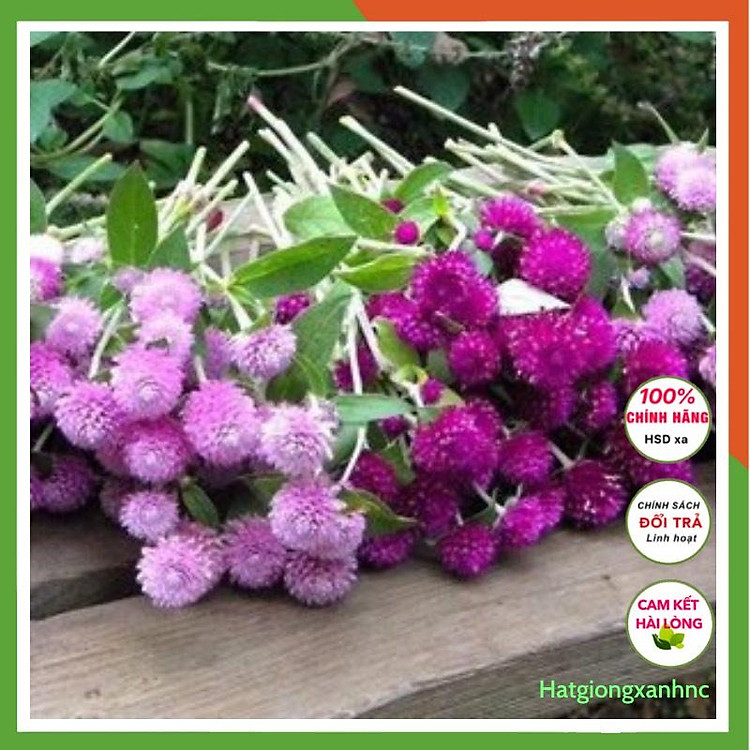 Hạt giống hoa cúc bách nhật mix ra hoa quanh năm, đóng goi 50 hạt