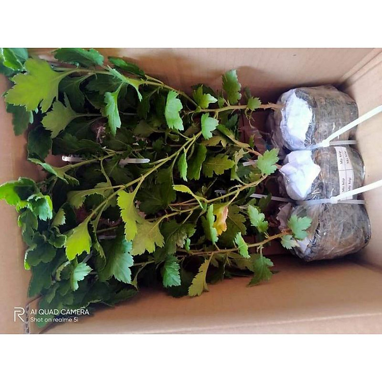 Cúc hoạ mi kép (cây giống)