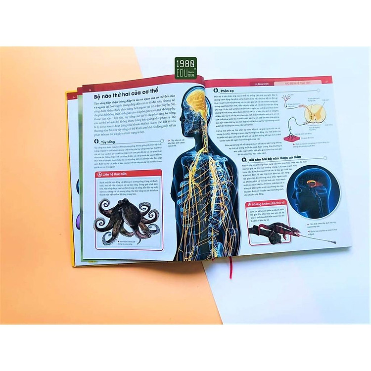 Human Body - Bách Khoa Toàn Thư Về Cơ Thể Của Chúng Ta - Ảnh 5