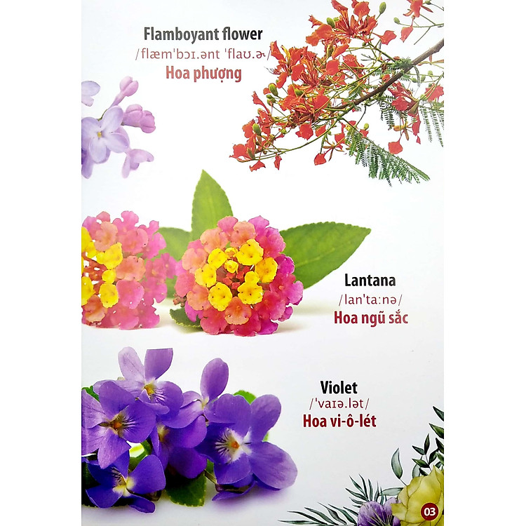 Thư Viện Hình Ảnh Song Ngữ Đầu Tiên Của Bé - Hoa - Rau Củ - Quả - Ảnh 6