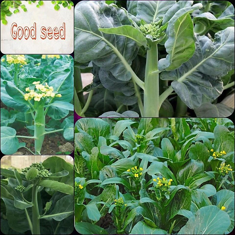 ️HẠT GIỐNG RAU CẢI LÀN HOA VÀNG️ NĂNG XUẤT CAO GIỐNG CHỐNG CHỊU SÂU BỆNH