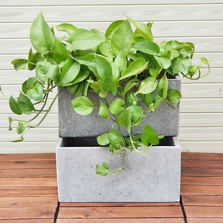 Combo 2 chậu ốp tường trồng cây bằng đá ong xám tự nhiên kiến bò đẹp kích thước Dài 30cm x R 15xC15cm