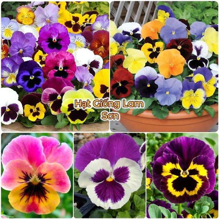 HOA BƯỚM PANSY - Loài Hoa Đẹp Lạ, Lôi Cuốn.