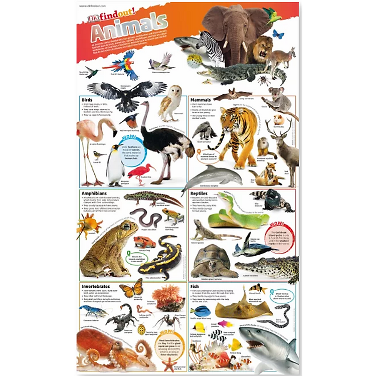 Sách DKfindout! Animals Poster